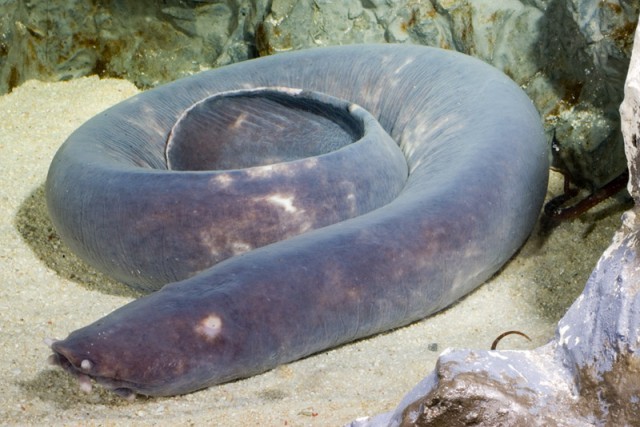 Cá mút đá (hagfish). Cơ thể cá mút đá khiến nhiều người lầm tưởng đây là sinh vật yếu ớt, dễ bị ăn thịt bởi các loài thủy quái lớn hơn như cá mập, hải cẩu… nhưng đừng để vẻ bề ngoài của nó đánh lừa bạn. Khi bị tấn công bởi những kẻ săn mồi, loài này tiết ra một chất nhờn bịt kín mang và miệng kẻ thù, dễ dàng đánh bại các loài vật.